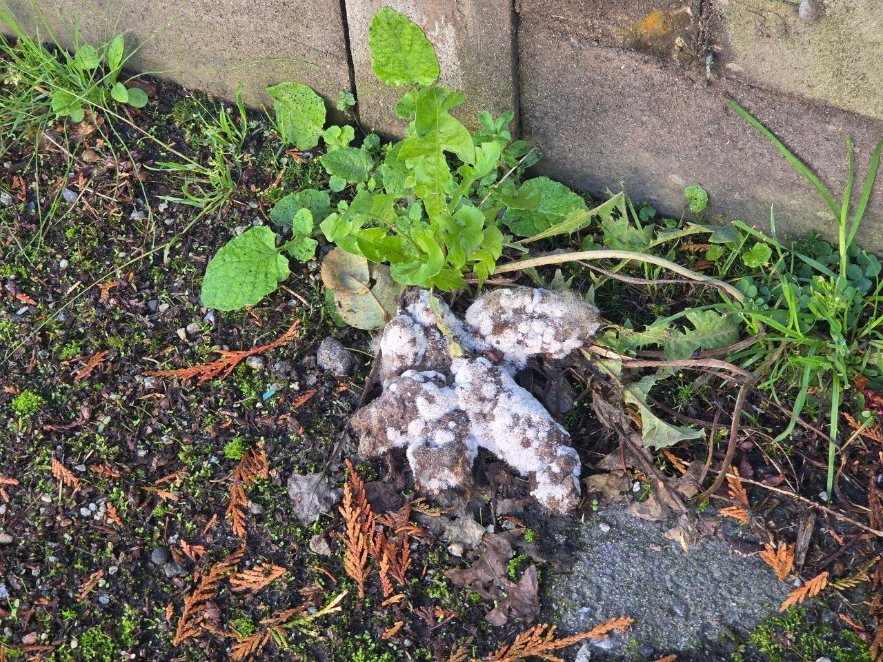 White fuzzy fungal mold growing over a pile of dog poop beside a dandelion at the foot of a wall