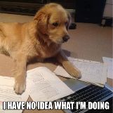 Dog has no idea what he is doing.