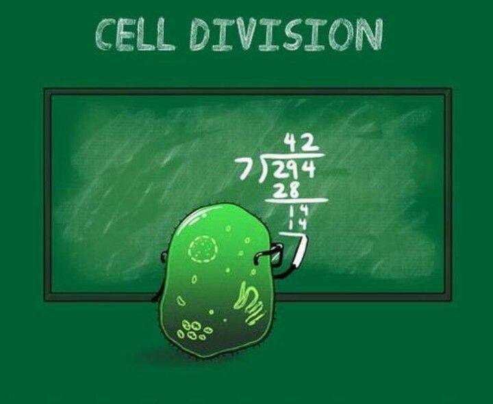 Cell Division 