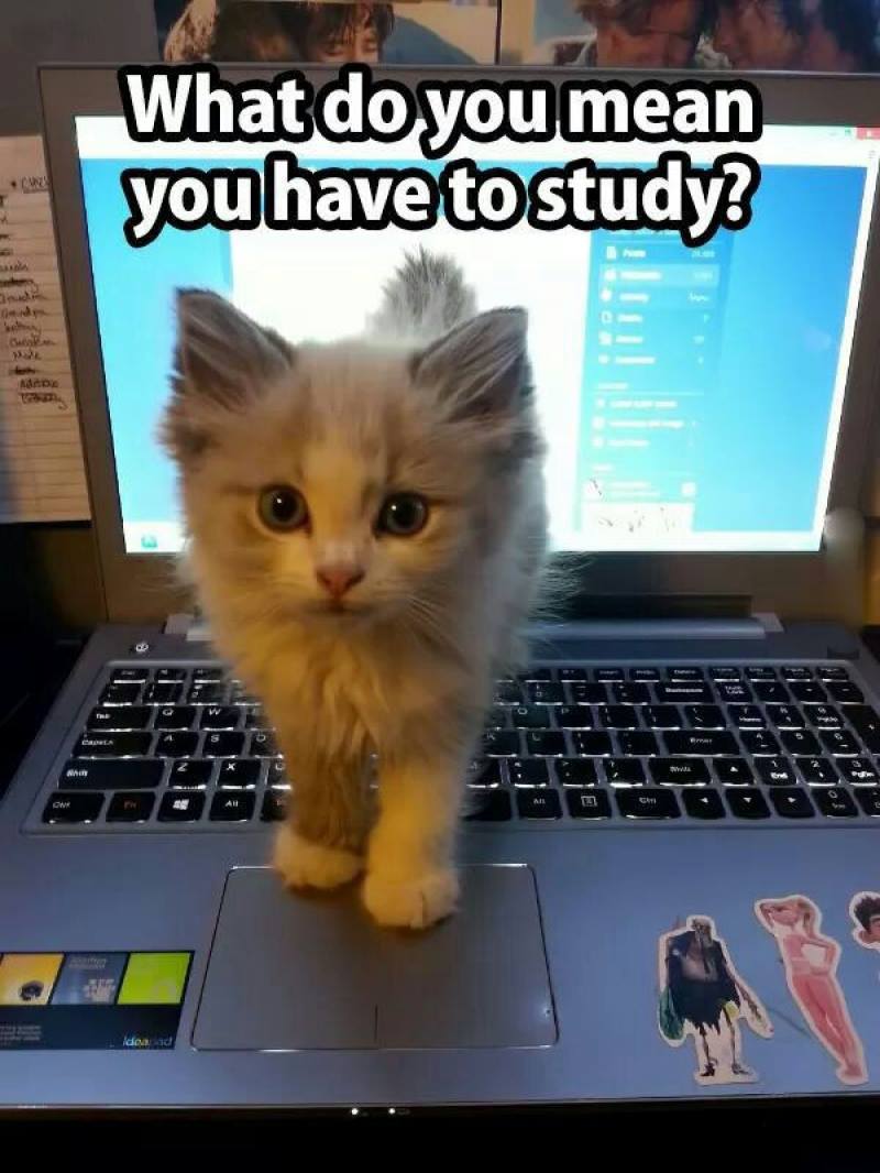 Cute Kitty Distracting You From Studying For Exam