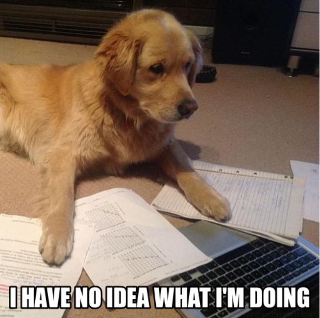 Dog has no idea what he is doing.