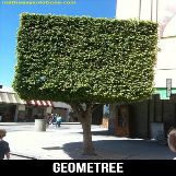 Geometree
