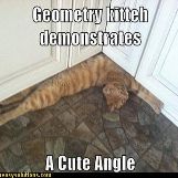A cute cat doing geometry