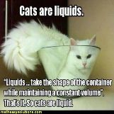 This cat is pretty liquid