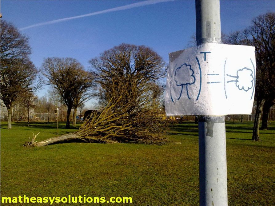 How a tree looks like when transposed