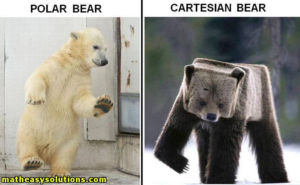 How a cartesian bear looks like