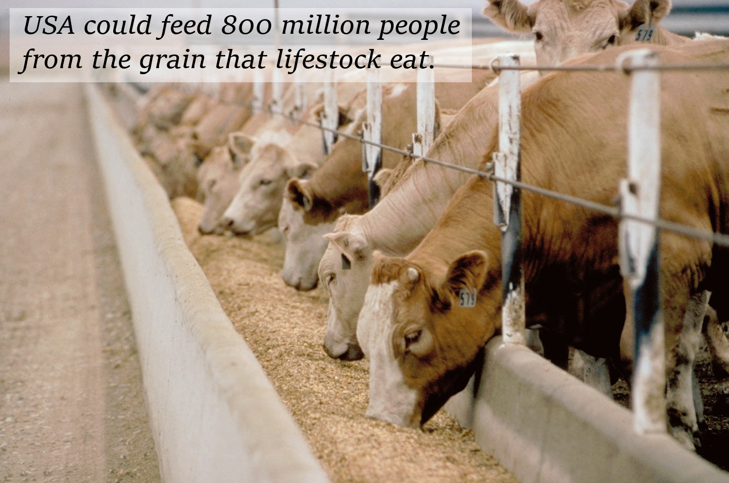 We feed farm animals for than we do humans